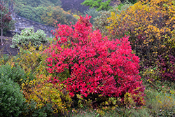 Highbush Blueberry (Vaccinium corymbosum) at Lakeshore Garden Centres