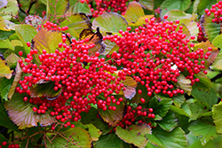 Oneida Viburnum (Viburnum 'Oneida') at Lakeshore Garden Centres