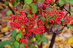 Asian Beauty Viburnum (Viburnum dilatatum 'Asian Beauty') at Lakeshore Garden Centres