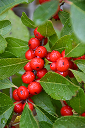 Wildfire Winterberry (Ilex verticillata 'Bailfire') at Lakeshore Garden Centres
