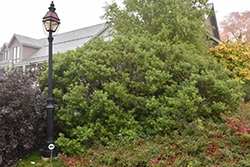 Black Pussy Willow (Salix gracilistyla 'Melanostachys') at Lakeshore Garden Centres