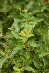 Black Pussy Willow (Salix gracilistyla 'Melanostachys') at Lakeshore Garden Centres