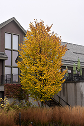 Jefferson Elm (Ulmus americana 'Jefferson') at Lakeshore Garden Centres