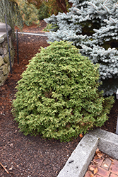 Palomino Hemlock (Tsuga canadensis 'Palomino') at Lakeshore Garden Centres