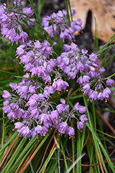 Ozawa Ornamental Onion (Allium thunbergii 'Ozawa') at Lakeshore Garden Centres