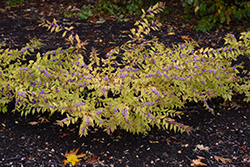 Early Amethyst Beautyberry (Callicarpa dichotoma 'Early Amethyst') at Peter Knippel Garden Centre