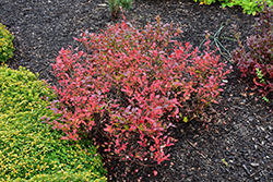 Lowbush Blueberry (Vaccinium angustifolium) at Lakeshore Garden Centres