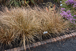 Graceful Grasses Toffee Twist Sedge (Carex flagellifera 'Toffee Twist') at Lakeshore Garden Centres