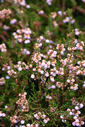 County Wicklow Heather (Calluna vulgaris 'County Wicklow') at Lakeshore Garden Centres