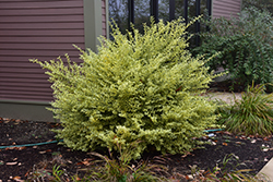 Variegated Beautyberry (Callicarpa dichotoma 'Variegata') at Lakeshore Garden Centres