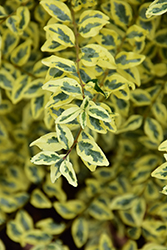 Variegated Beautyberry (Callicarpa dichotoma 'Variegata') at Lakeshore Garden Centres