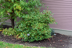 Scarlett O'Hara Winterberry (Ilex verticillata 'Scarlett O'Hara') at Lakeshore Garden Centres