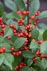 Scarlett O'Hara Winterberry (Ilex verticillata 'Scarlett O'Hara') at Lakeshore Garden Centres