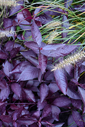Rubiginosa Alternanthera (Alternanthera dentata 'Rubiginosa') at Lakeshore Garden Centres