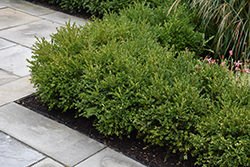 Green Gem Boxwood (Buxus 'Green Gem') at Peter Knippel Garden Centre