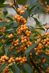 Golden Verboom Winterberry (Ilex verticillata 'Golden Verboom') at Lakeshore Garden Centres