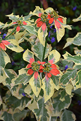 Japanese Poinsettia (Euphorbia heterophylla 'Variegata') at Lakeshore Garden Centres