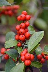Sunsplash Winterberry (Ilex verticillata 'Sunsplash') at Lakeshore Garden Centres