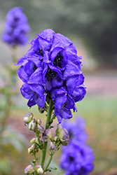 Barker's Variety Monkshood (Aconitum carmichaelii 'Barker's Variety') at Lakeshore Garden Centres