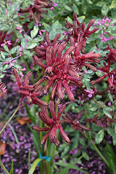 Big Roo Red Kangaroo Paw (Anigozanthos 'Big Roo Red') at Lakeshore Garden Centres