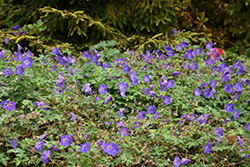Rozanne Cranesbill (Geranium 'Rozanne') at Peter Knippel Garden Centre