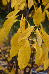 Spicebush (Lindera benzoin) at Green Thumb Garden Centre