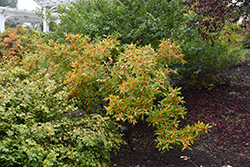 Winter Gold Winterberry (Ilex verticillata 'Winter Gold') at Lakeshore Garden Centres