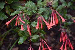 Gartenmeister Fuchsia (Fuchsia 'Gartenmeister Bonstedt') at Lakeshore Garden Centres