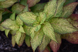 O Amacha Nishiki Hydrangea (Hydrangea serrata 'O Amacha Nishiki') at Lakeshore Garden Centres
