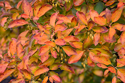 Redvein Enkianthus (Enkianthus campanulatus) at Lakeshore Garden Centres