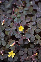 Zinfandel Shamrock (Oxalis vulcanicola 'Zinfandel') at Lakeshore Garden Centres