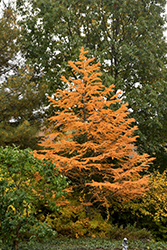 Golden Larch (Pseudolarix amabilis) at Lakeshore Garden Centres