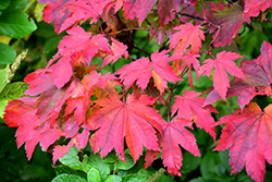 Vitifolium Fullmoon Maple (Acer japonicum 'Vitifolium') at Lakeshore Garden Centres