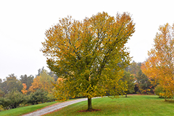 Liberty Elm (Ulmus americana 'Liberty') at Lakeshore Garden Centres