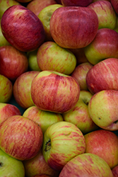 Cortland Apple (Malus 'Cortland') at A Very Successful Garden Center