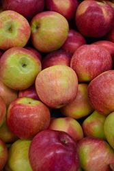Macoun Apple (Malus 'Macoun') at Lakeshore Garden Centres