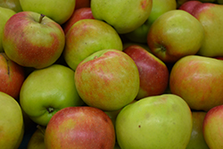 Baldwin Apple (Malus 'Baldwin') at Lakeshore Garden Centres