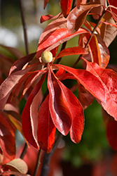 Franklin Tree (Franklinia alatamaha) at Lakeshore Garden Centres