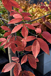 Nikko Maple (Acer maximowiczianum) at Lakeshore Garden Centres