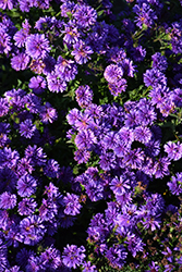 Henry I Blue Aster (Symphyotrichum novi-belgii 'Henry I Blue') at Lakeshore Garden Centres