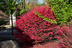 Little Moses Burning Bush (Euonymus alatus 'Odom') at Peter Knippel Garden Centre