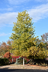 Robusta Poplar (Populus x canadensis 'Robusta') at Lakeshore Garden Centres