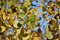 Robusta Poplar (Populus x canadensis 'Robusta') at Lakeshore Garden Centres