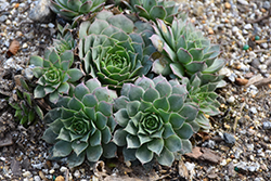 Chick Charms Watermelon Ripple Hens And Chicks (Sempervivum 'Watermelon Ripple') at Lakeshore Garden Centres