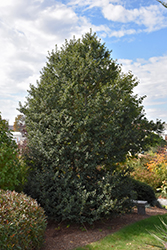 Dragon Lady Holly (Ilex x aquipernyi 'Meschick') at Lakeshore Garden Centres