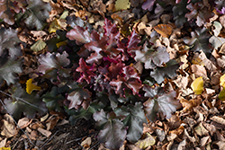 Red Sea Coral Bells (Heuchera 'Red Sea') at Lakeshore Garden Centres