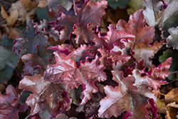 Red Sea Coral Bells (Heuchera 'Red Sea') at Lakeshore Garden Centres