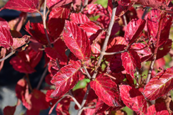 Chicago Lustre Viburnum (Viburnum dentatum 'Synnesvedt') at Peter Knippel Garden Centre