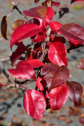 Autumn Blaze Ornamental Pear (Pyrus calleryana 'Autumn Blaze') at Lakeshore Garden Centres