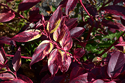 Rainbow Fetterbush (Leucothoe fontanesiana 'Rainbow') at Lakeshore Garden Centres